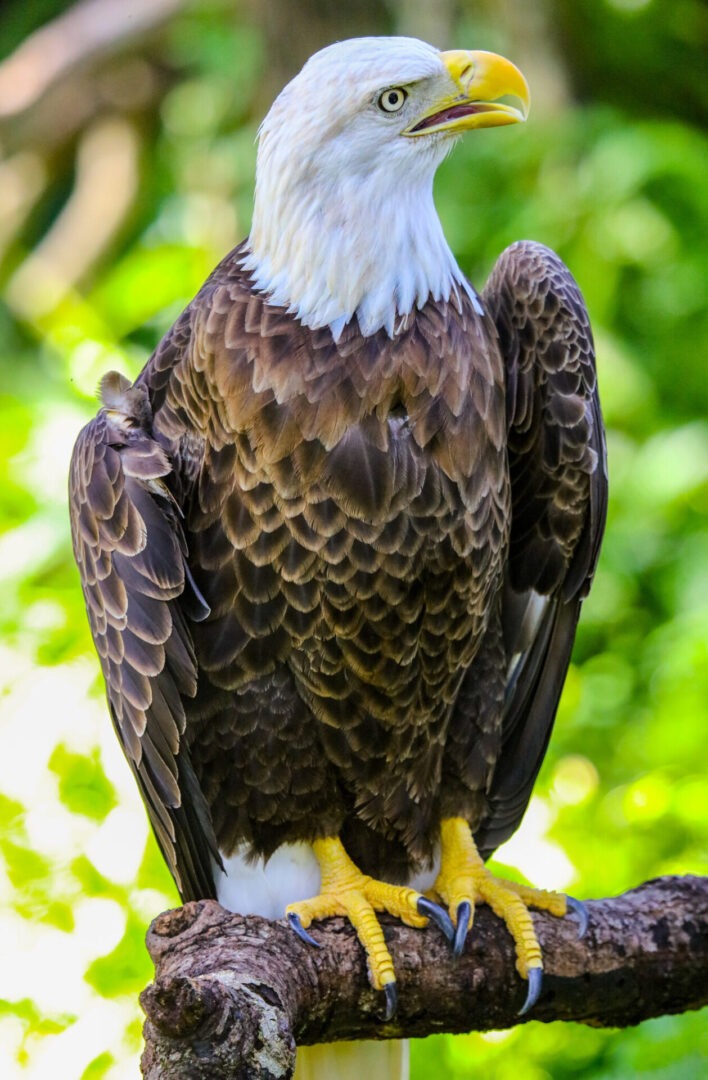 Bald Eagle