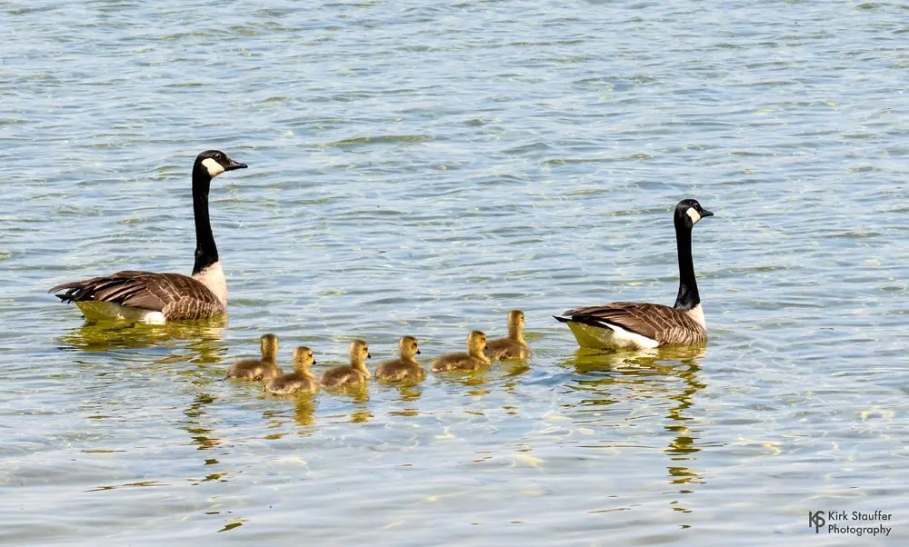 Canadian Geese Family