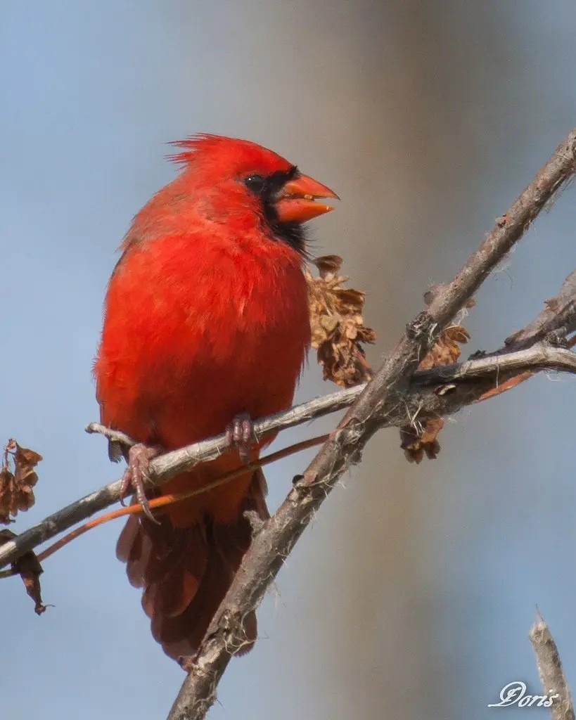 Cardinal