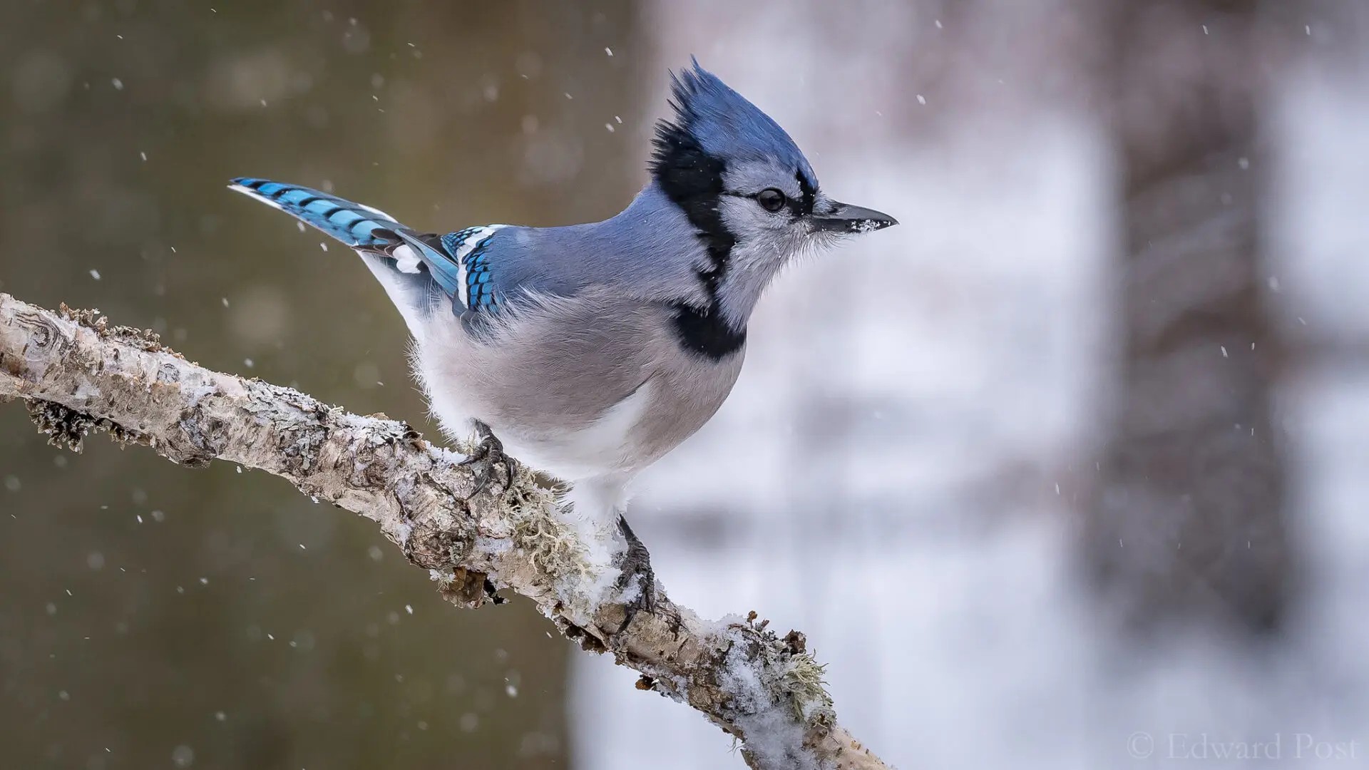 Blue Jay Photo